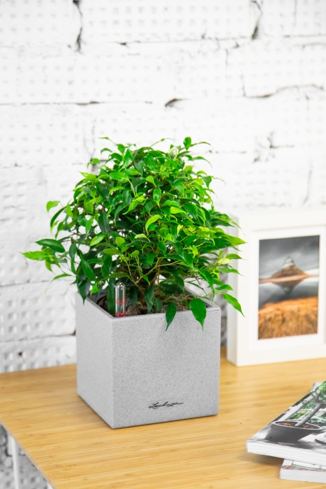 Фикус Грин Кинки в CANTO STONE 14