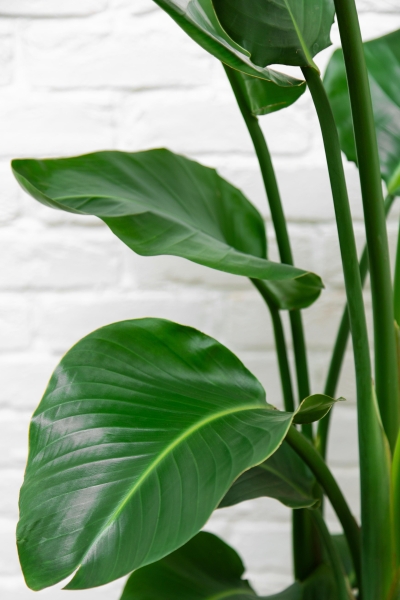 Стрелиция Николай 24/120 см в QUADRO LS 28