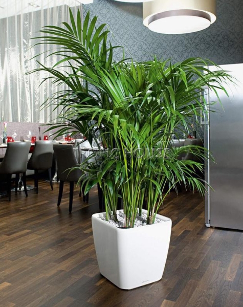 Кашпо LECHUZA QUADRO LS 43х40 см