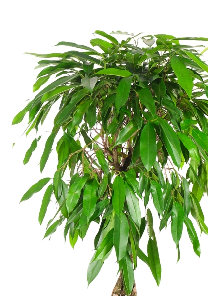 Фикус Биннендийка Амстел Кинг переплетенный 24/100 см в CLASSICO COLOR 28