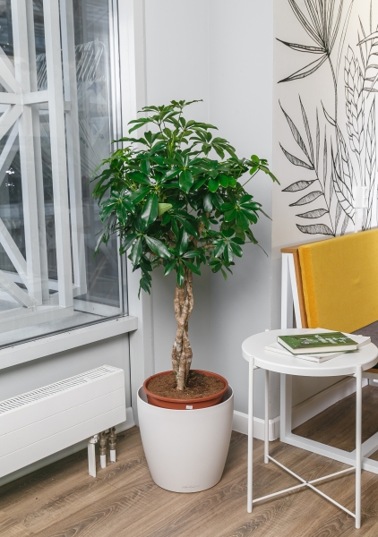 Шеффлера Компакта переплетенная 35/130 см