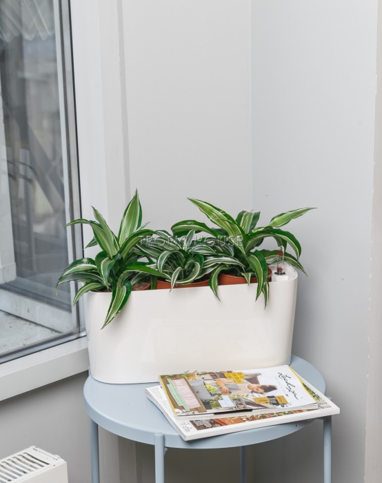 Драцена Сюрприз в DELTA 20