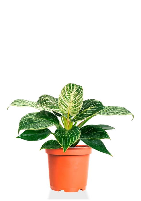 Филодендрон Биркин 14/40 см