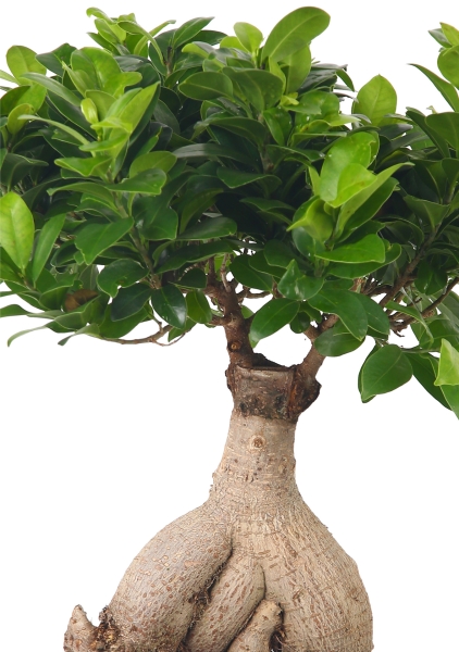 Фикус Микрокарпа бонсай в CUBE COLOR 14