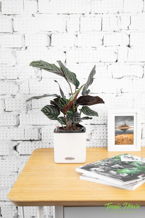 Калатея Сандериана в CUBE COLOR 14