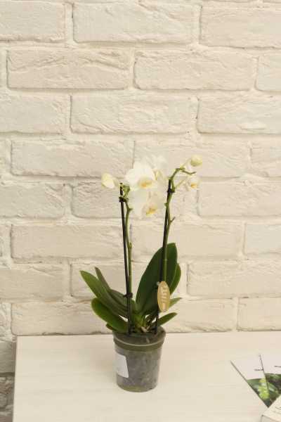 Орхидея Фаленопсис мини микс 9/30 см в OJO