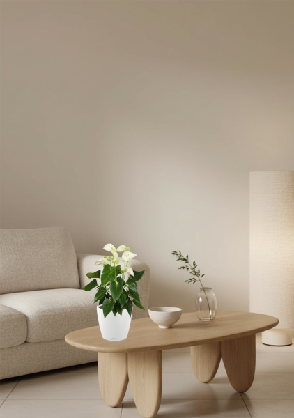 Антуриум Андрианум белый 17/60 см в CLASSICO COLOR 21