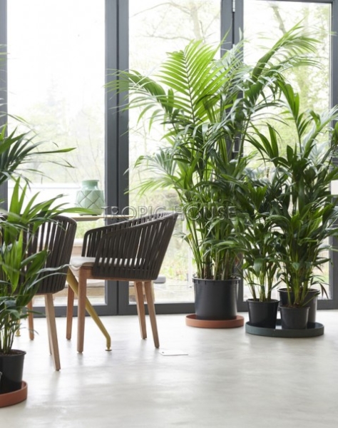 Ховея Кентия 31/220 см