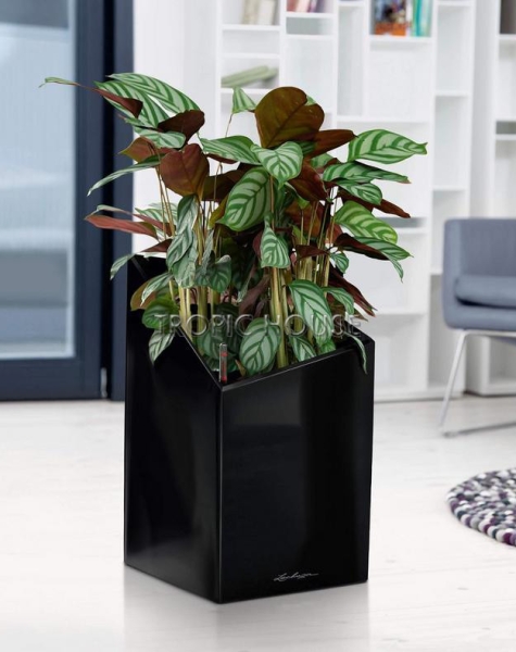 Кашпо LECHUZA CURSIVO 30х49 см