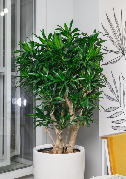 Драцена Песнь Ямайке 32/130 см