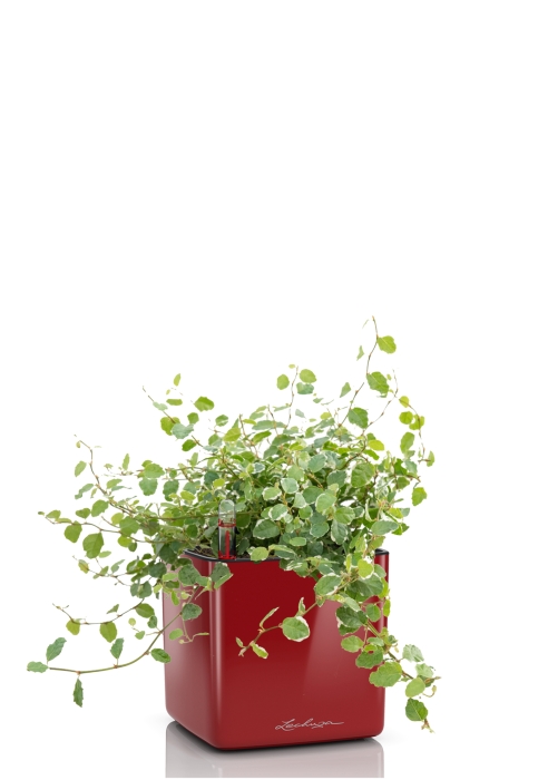 Фикус Пумила в CUBE GLOSSY 14, ярко-красный блестящий