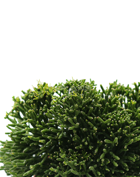 Рипсалис в CUBE COLOR TRIPLE 14 Рипсалис в CUBE COLOR TRIPLE 14