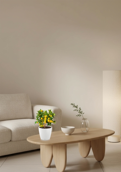 Цитрус Каламондин в CLASSICO Color 21