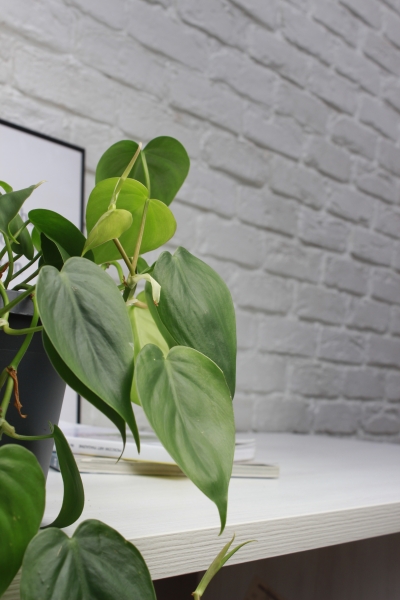 Филодендрон Сканденс 17/30 см в CLASSICO COLOR 21