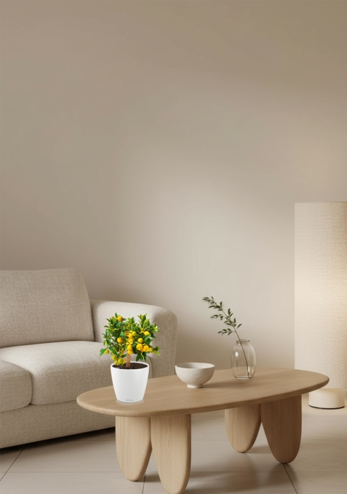 Цитрус Каламондин в CLASSICO Color 21