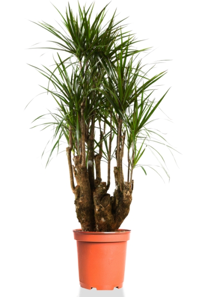 Драцена Маргината бранч 32/150  см