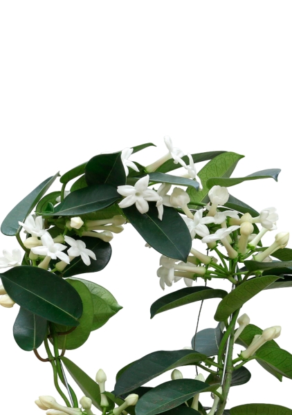 Стефанотис 12/30 см в CUBE COLOR 14