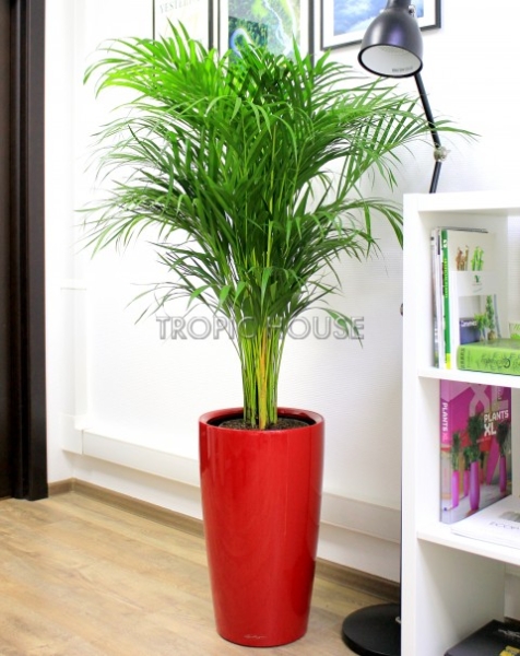 Хризалидокарпус Арека 30/200 см