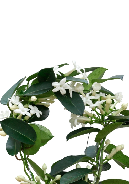 Стефанотис 12/30 см в CUBE COLOR 14