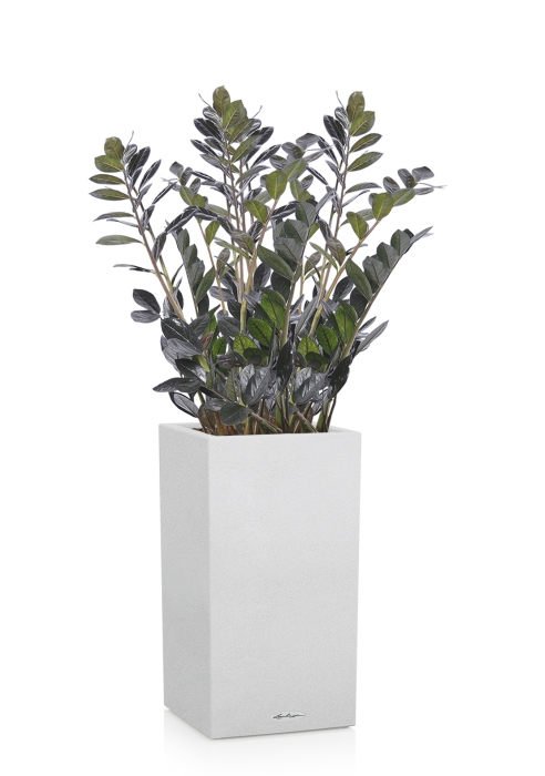 Замиокулькас Равен в CANTO STONE HIGH 40, песочный белый