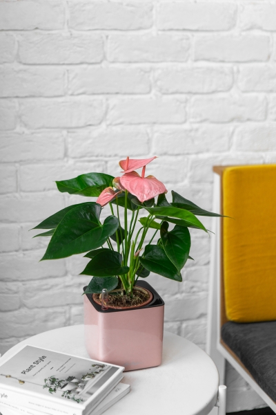 Антуриум розовый в CUBE GLOSSY KISS 14