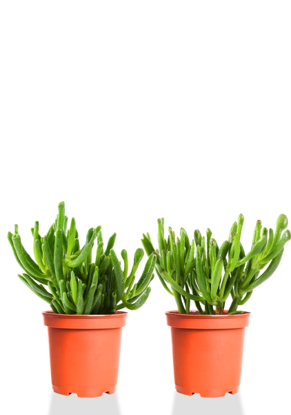 Набор Крассул Хоббит 12/20 см