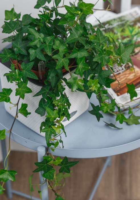 Плющ в CUBE COLOR 14