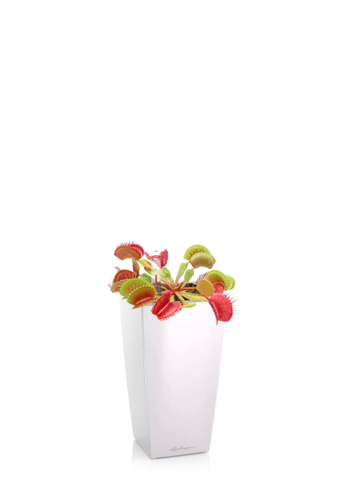 Венерина мухоловка 6/10 см в MINI CUBI, белый блестящий