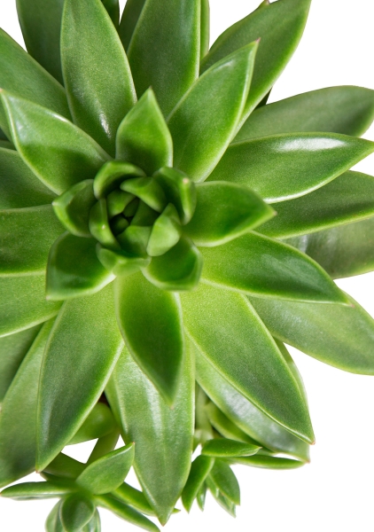 Эхеверия зеленая 10/15 см Эхеверия зеленая 10/15 см