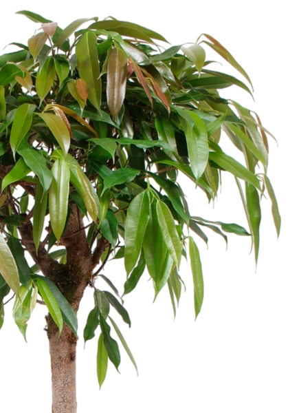 Фикус Амстел Кинг на штамбе 27/120 в CLASSICO COLOR 35 Фикус Амстел Кинг на штамбе 27/120 в CLASSICO COLOR 35