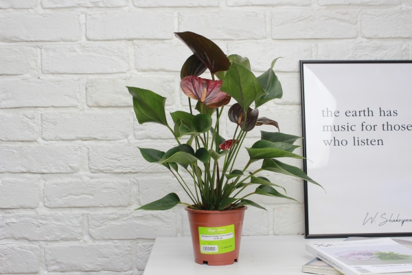 Антуриум Андре шоколадный 12/40 см в CLASSICO COLOR 18