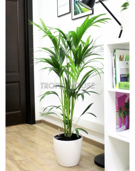 Ховея Кентия 24/130 см