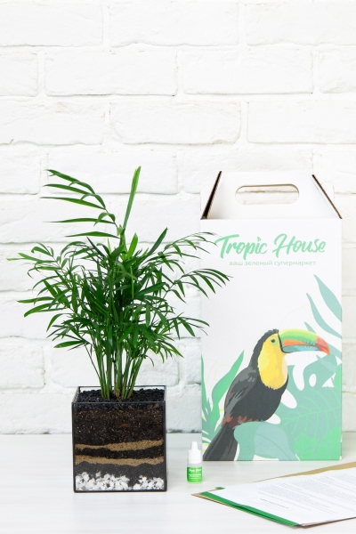 Флорариум с Хамедореей 40 см в кубе Флорариум с Хамедореей 40 см в кубе