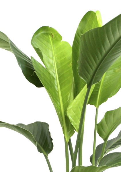 Стрелиция Августа 40/250 см