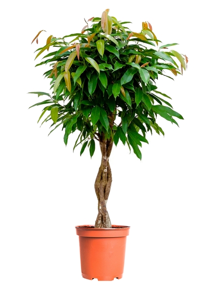 Фикус Биннендийка Амстел Кинг переплетенный 27/140 см