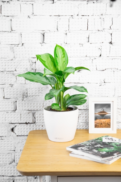 Аглаонема Сильвер Бей в CLASSICO 18