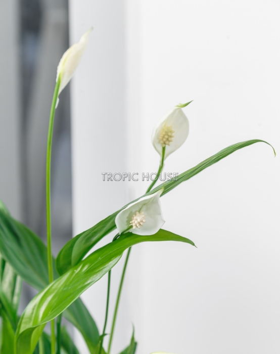 Спатифиллум 12/35 см в CUBE COLOR 14