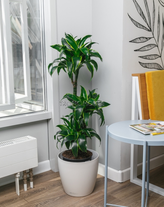 Драцена Дорадо в CLASSICO 28