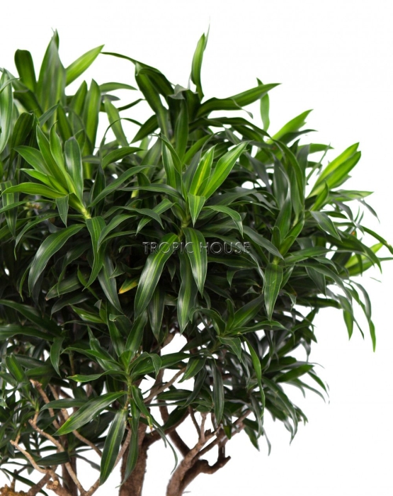 Драцена Песнь Ямайке в RONDO 40 140 см