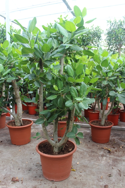 Фикус Бенгальский разветвленный  55/220 см