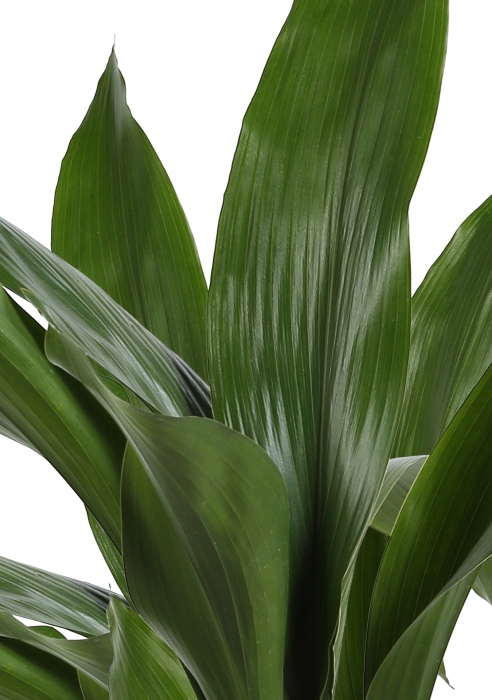 Аспидистра в CLASSICO Color 21