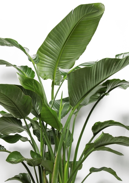 Стрелиция Николай 27/150 см в CANTO STONE HIGH 40