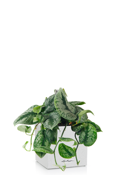 Сциндапсус Пиктус в CANTO STONE 14