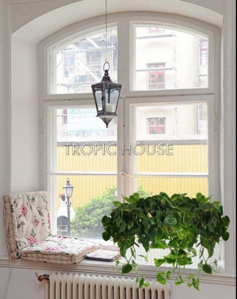 Филодендрон микс в Cottage 50