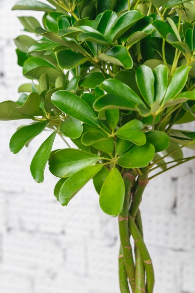 Шеффлера Компакта 21/75 см