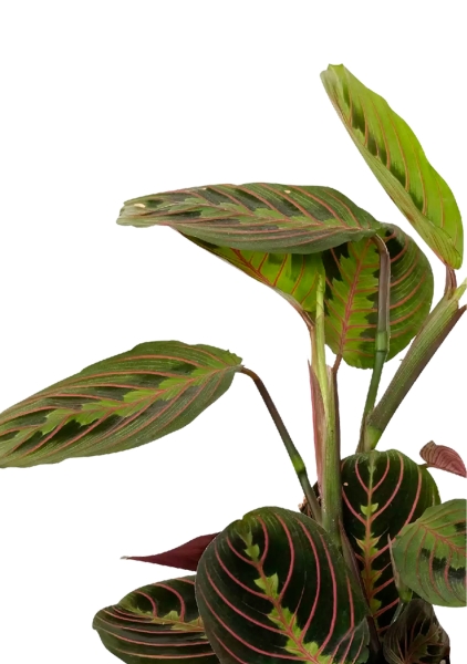 Маранта в CUBE 14 Маранта в CUBE 14