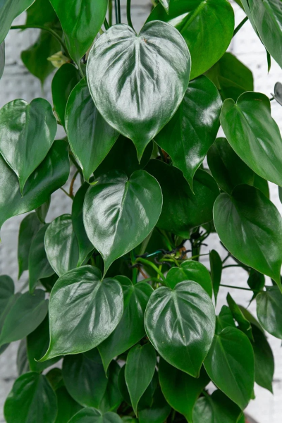 Филодендрон Сканденс на решетке 24/120 см в CUBE 30 Филодендрон Сканденс на решетке 24/120 см в CUBE 30