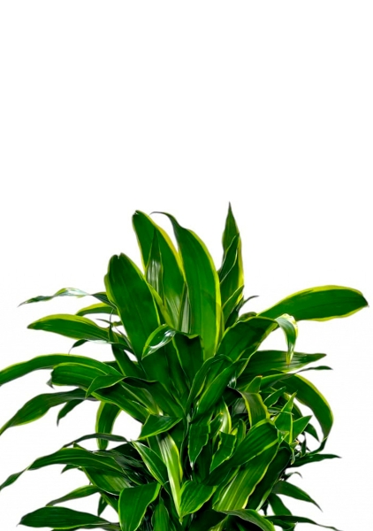 Драцена Артуро бранч 24/120 см в CANTO STONE LOW 30