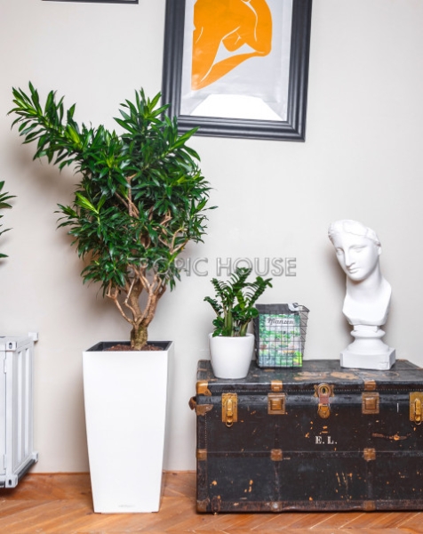 Драцена Песнь Ямайке в CUBICO COLOR 40