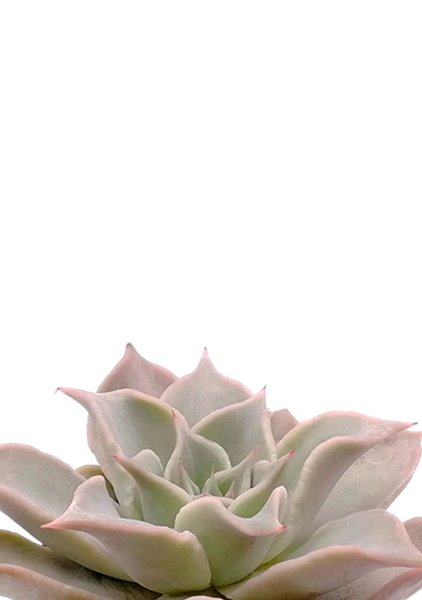 Эхеверия Мадиба 12/16 см в CUBE COLOR 14